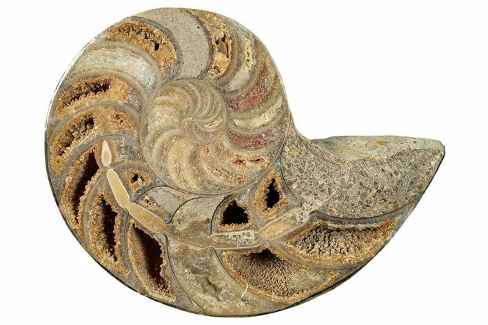 Cut & Polished Jurassic Nautilus Fossil (Half) - Madagascar #289968